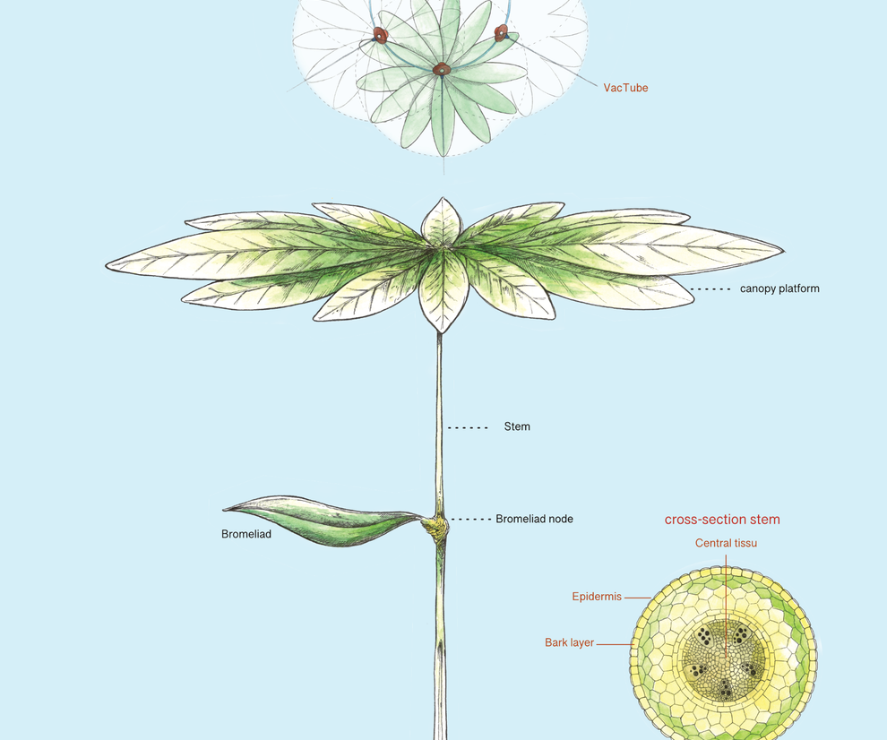 Biomimicrry-plant-inspiration