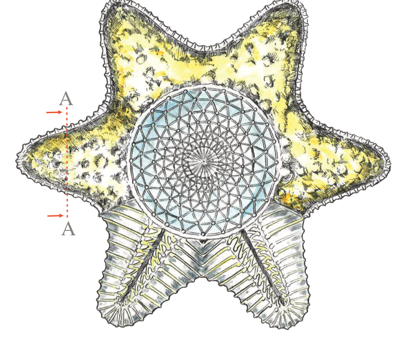 Starfish-structure-architecture